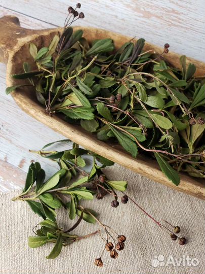 Зимолюбка зонтичная