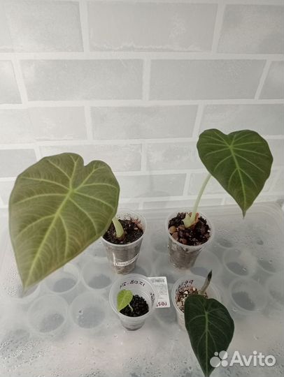 Алоказия Регал Шилдс