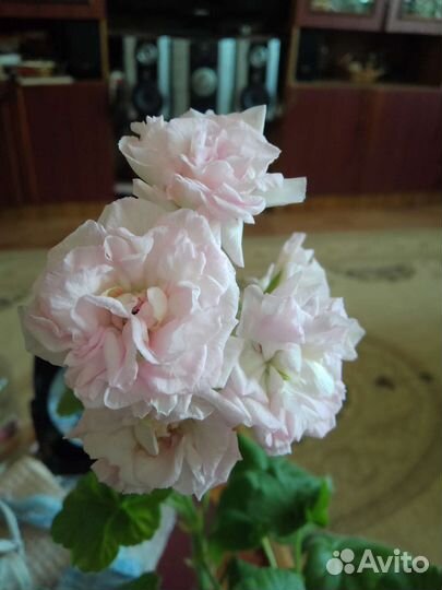 Пеларгонии, герани розебудные