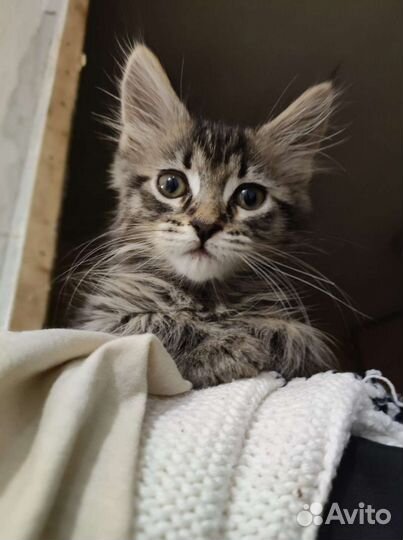 Метис Мейн-куна и Невской маскарадной кошки