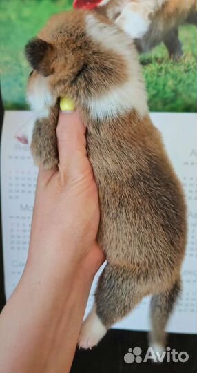 Вельш корги пемброк щенки на сентябрь