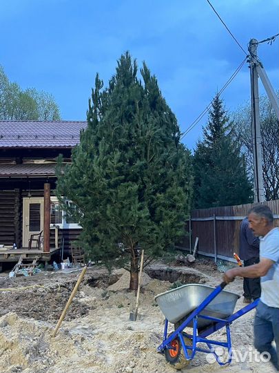 Сосна обыкновенная