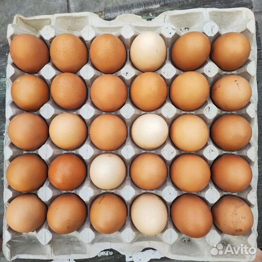 Домашние куриные яйца