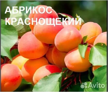 Саженцы абрикоса
