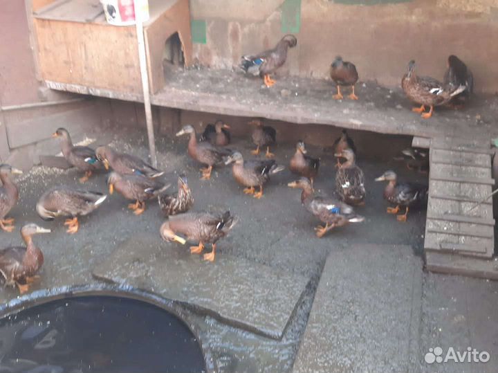 Утки подсадные для охоты