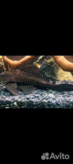 Сомики анциструсы