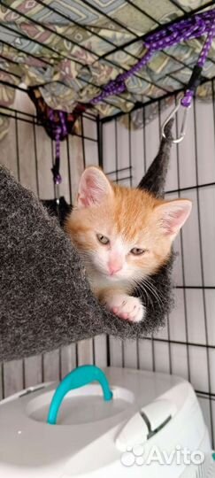 Рыжий котенок ищет дом