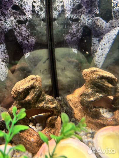 Аквариум с рыбками