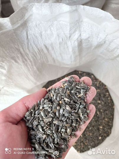 Семечки подсолнечника