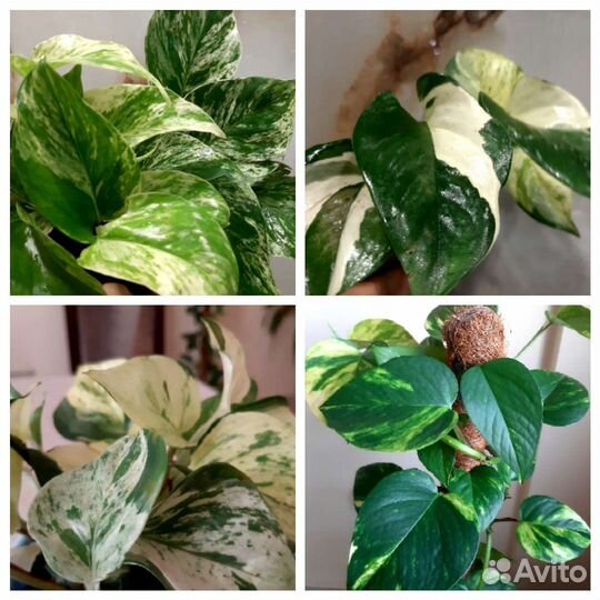 Ароидные цветы