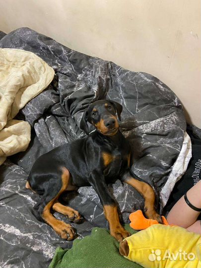 Щенки добермана