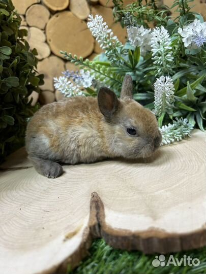 Кролик карликовый рэкс из питомника