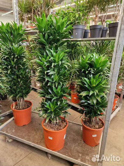 Драцена фрагранс Компакта многоствольная