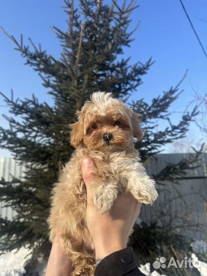 Мальтипу f1 mini