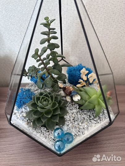 Флорариум суккуленты