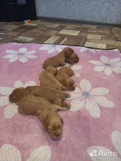 Кокер спаниель