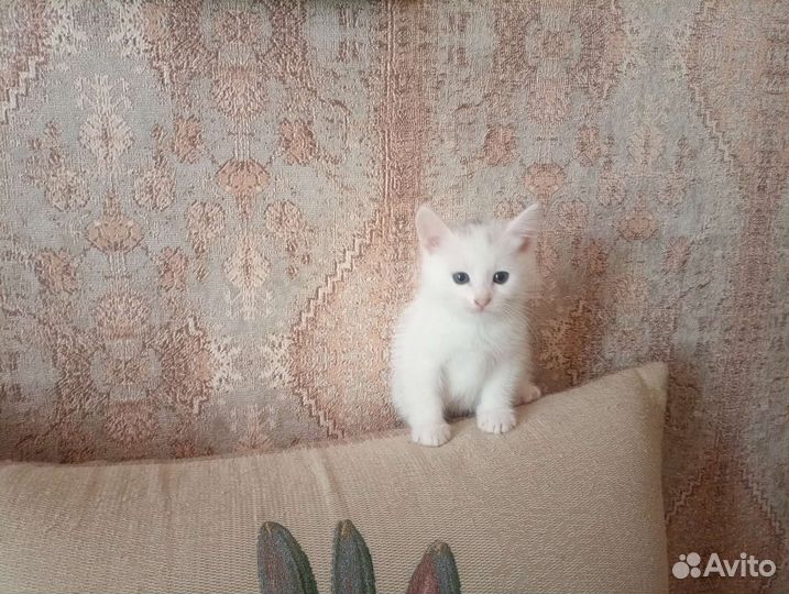 Котята в добрые руки приучены к лотку