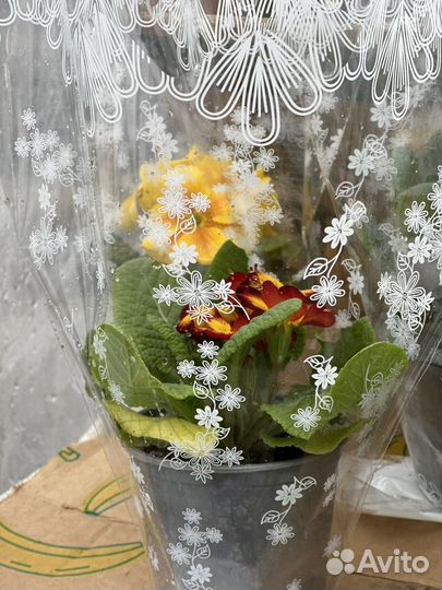 Цветы примула