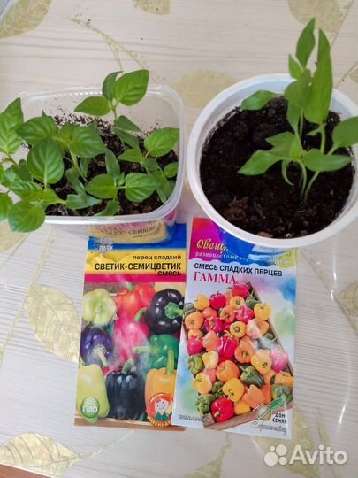 Рассада перца сладкого