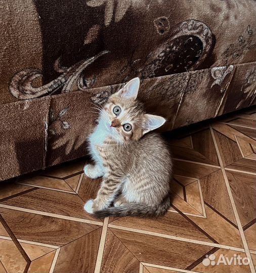 Котята бесплатно