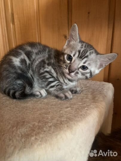 Котята бенгалы