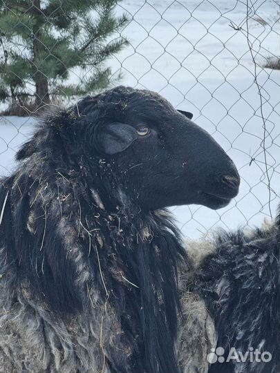 Бараны на племя