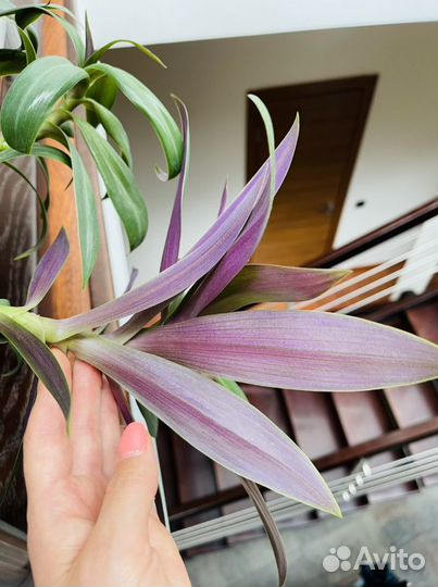 Комнатный цветок Рео черенки с корневой системой