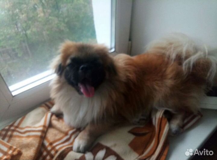 Вязка пекинес