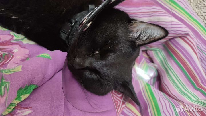 Воротник для животных 10см