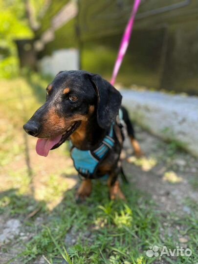 Таксик в добрые руки