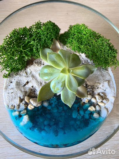 Флорариум с 1 суккулентом