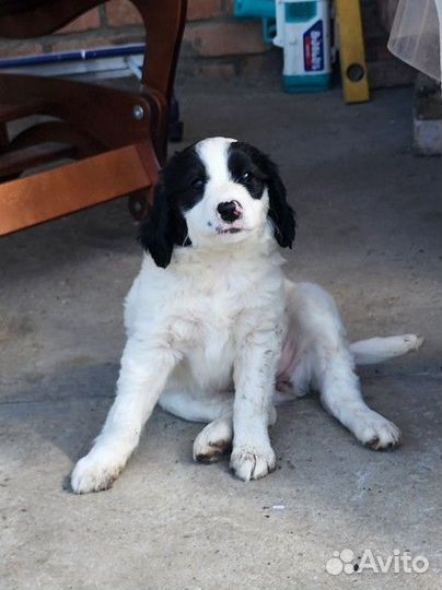 Щенок в добрые руки бесплатно