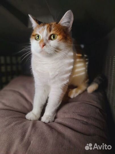 Милая Малышка