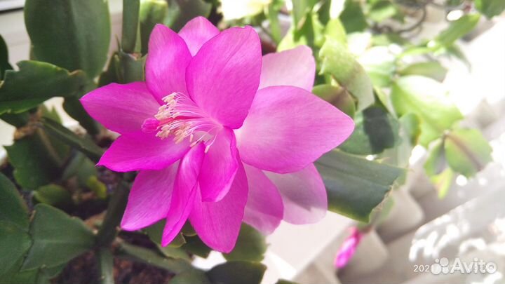 Декабрист сортовой