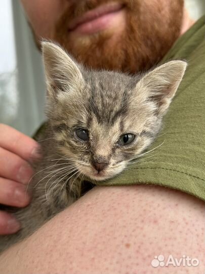 Котенок в добрые руки
