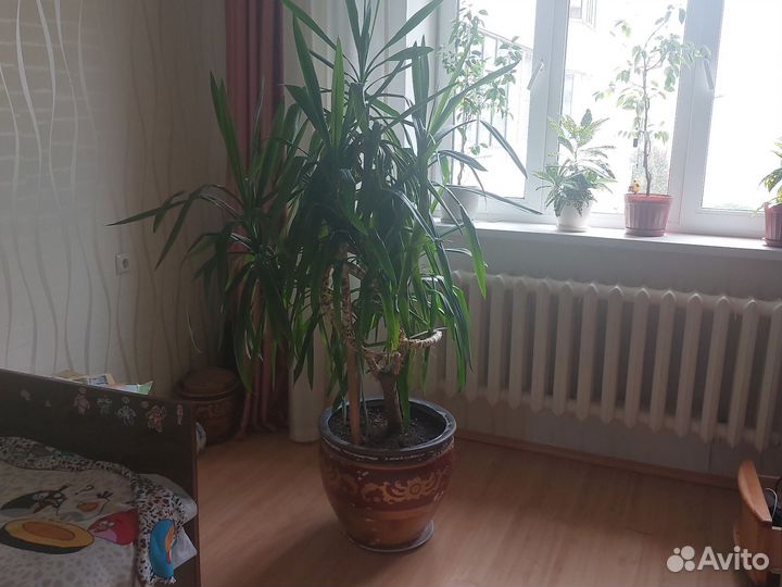 Пальма юкка