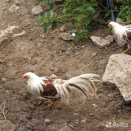 Китайские еокогомо