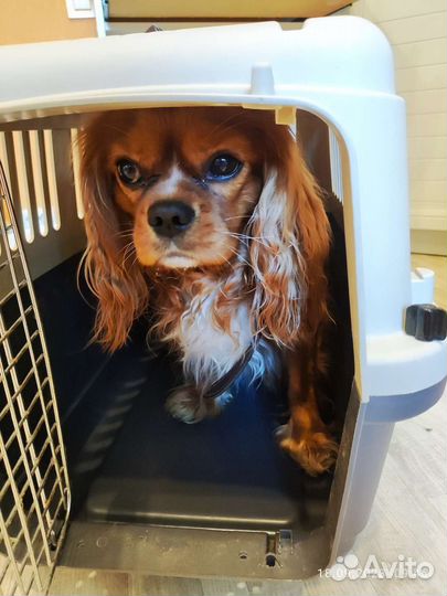 Сумка-переноска для животных 