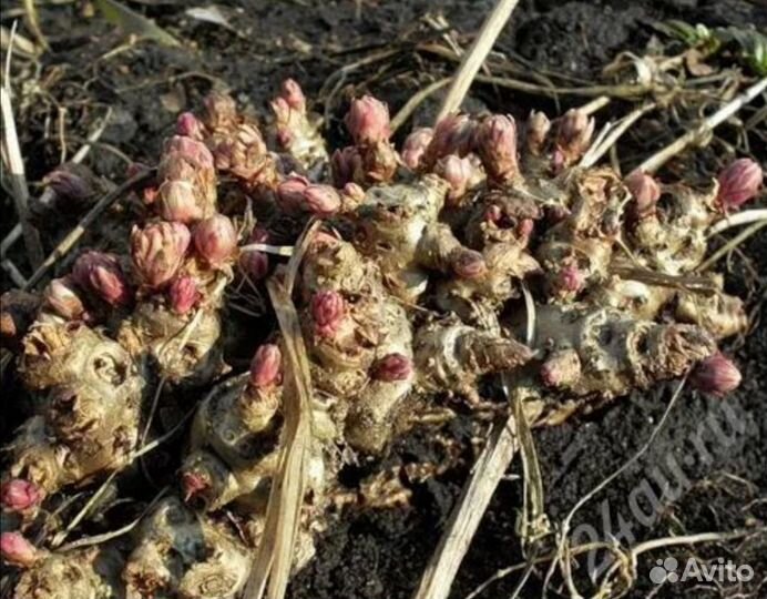 Родиола розовая, Золотой Корень