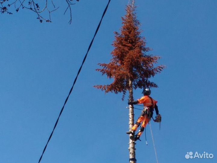 Спил деревьев любой сложности