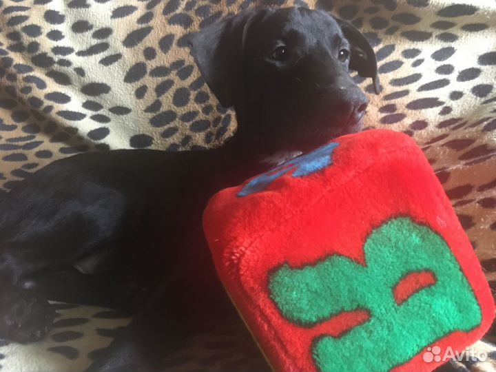 Щенок-мальчик 4 месяцев