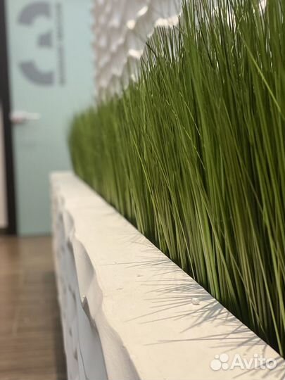 Зелень для зонирования и декора