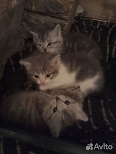 4 Котенка