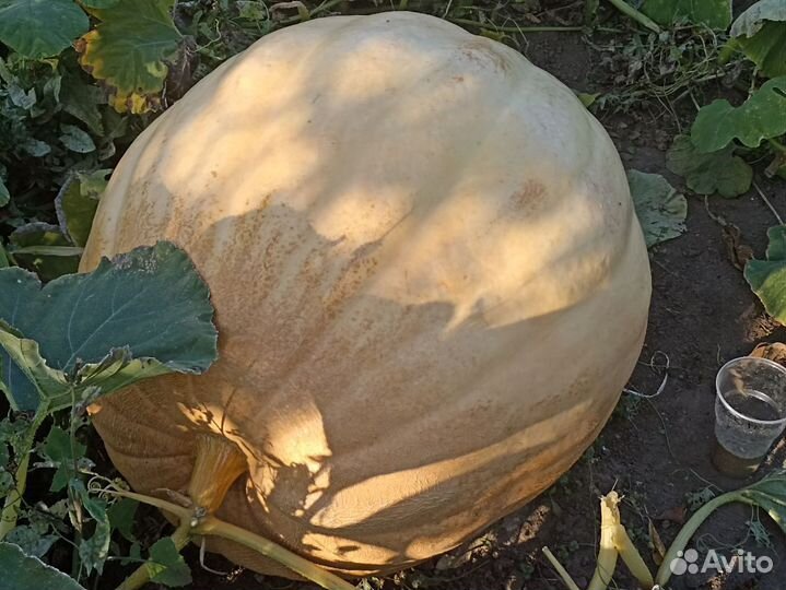 Семена тыквы