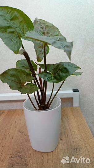 Сингониум брокант