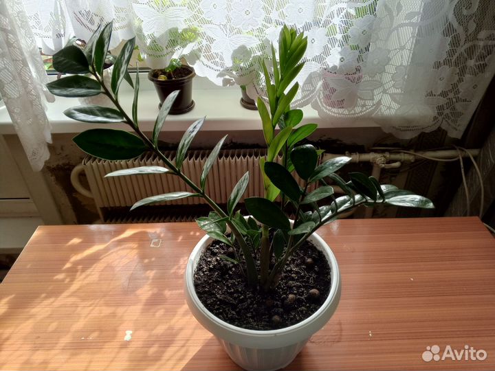 Замиокулькас