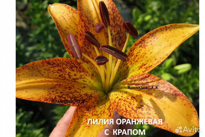 Лилии Сортовые. Доставка Пересылка Почтой