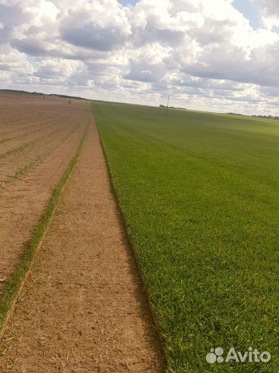 Рулонный газон