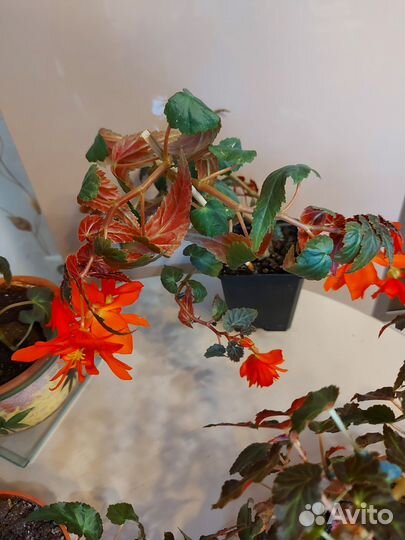 Бегония Ампельная Belleconia