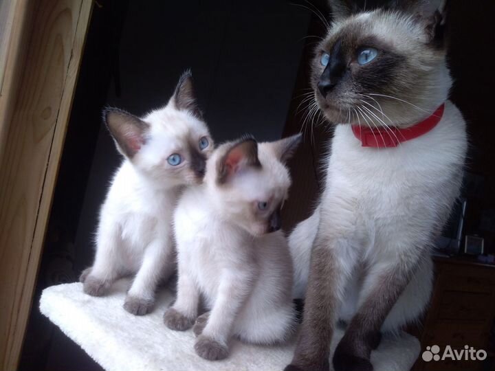 Тайские (сиамские) котята
